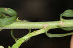 Roughleaf blazing star <BR>Tall blazing star